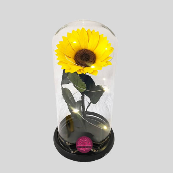 Girasol Preservado en Cupula