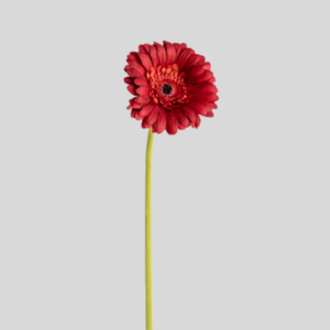 Vara de Gerbera Roja
