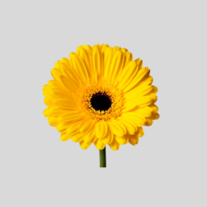 Vara de Gerbera Amarilla