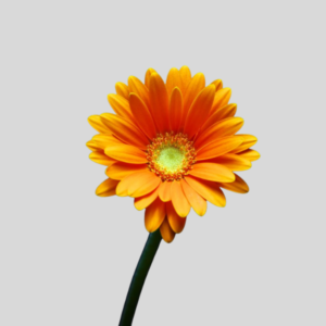 Vara de Gerbera Naranja