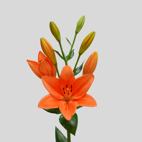 Vara de Lirio Naranja