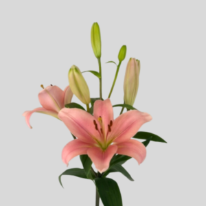 Vara de Lirio Rosado