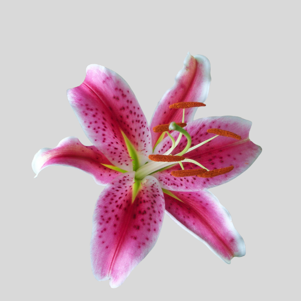 Vara de Lirio Oriental