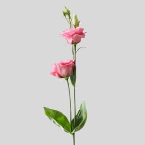 Vara de Lisianthus Rosado