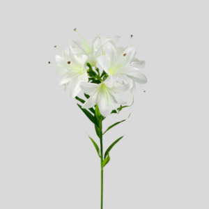 Vara de Lirio Blanco