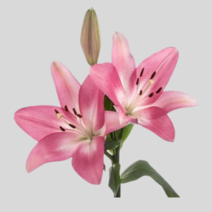 Vara de Lirio Fucsia