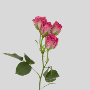 Vara de Mini Rosas Rosadas