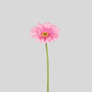 Vara de Gerbera Rosada